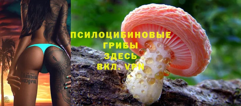 блэк спрут как войти  Миасс  Псилоцибиновые грибы Magic Shrooms 